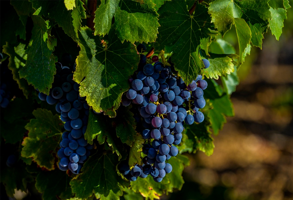 Le terroir. Crdits : ©saintgeorgesdibry.com 2014