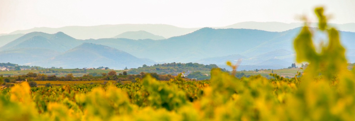 Slide domaine Saint-Georges d'Ibry. Crdits : ©saintgeorgesdibry.com 2014